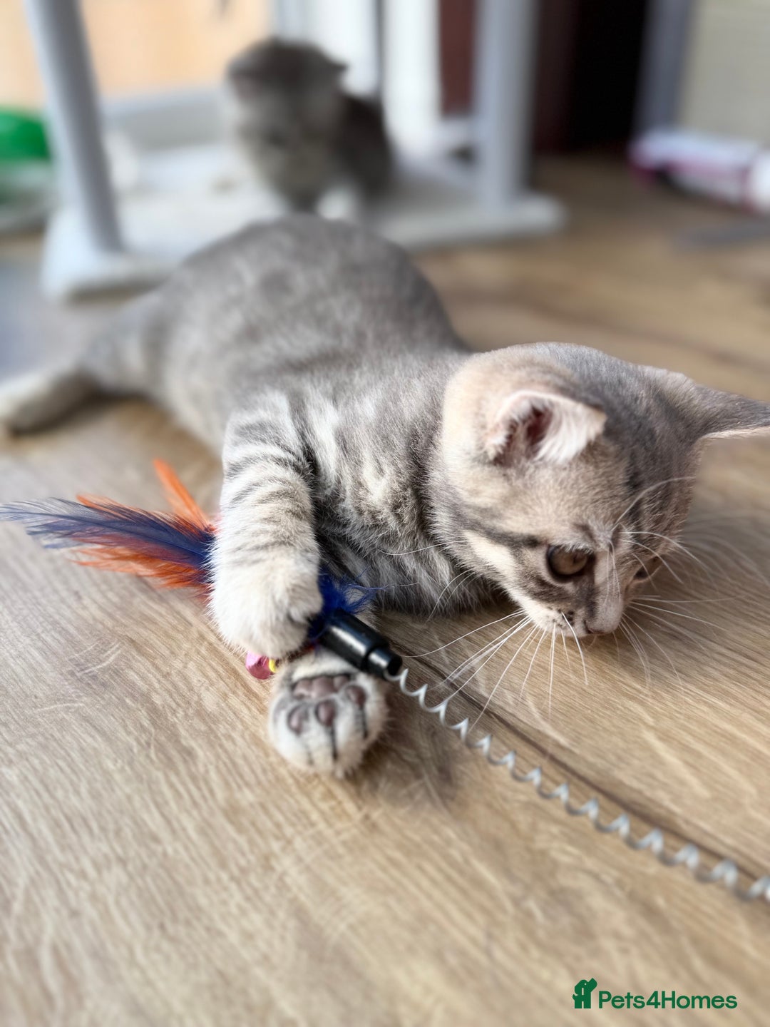 British Shorthair cats for sale: Full BSH kittens ready to leave now, 14 weeks old - Image 20