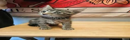 Mixed Breed cats for sale: KITTENS FOR SALE READY TO LEAVE NOW - Advert 6