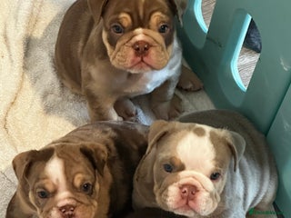 English Bulldog dogs 🐶✨ one beautiful girl left reduced✨🐶 - Advert 9