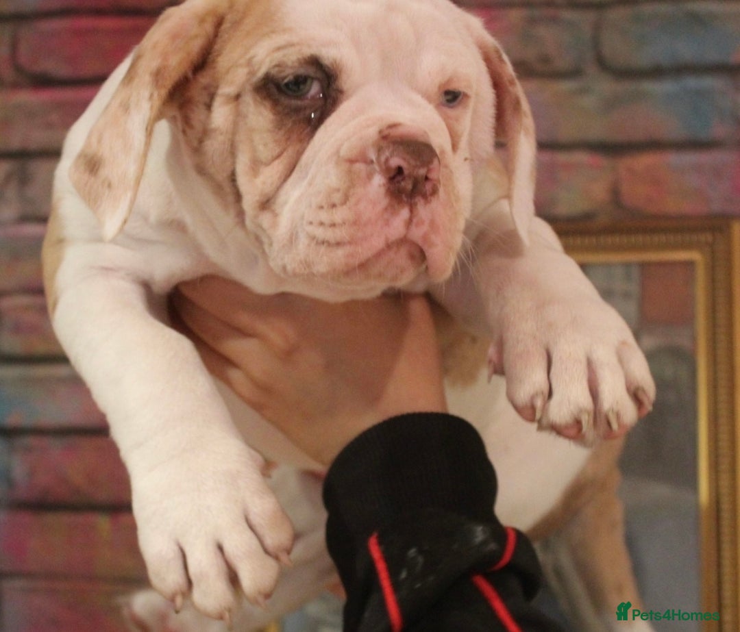 Alapaha Blue Blood Bulldog dogs for sale: SUPERB PICK OF LITTER FEMALE  - Image 8