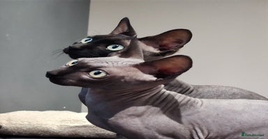 Sphynx cats - Advert 4