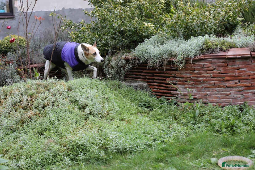 Mixed Breed dogs for adoption: 💖🐶 ALAYA 🐶💖 - Image 16