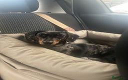 Miniature Dachshund dogs for sale: Miniature dachshund FEMALE  - Image 2