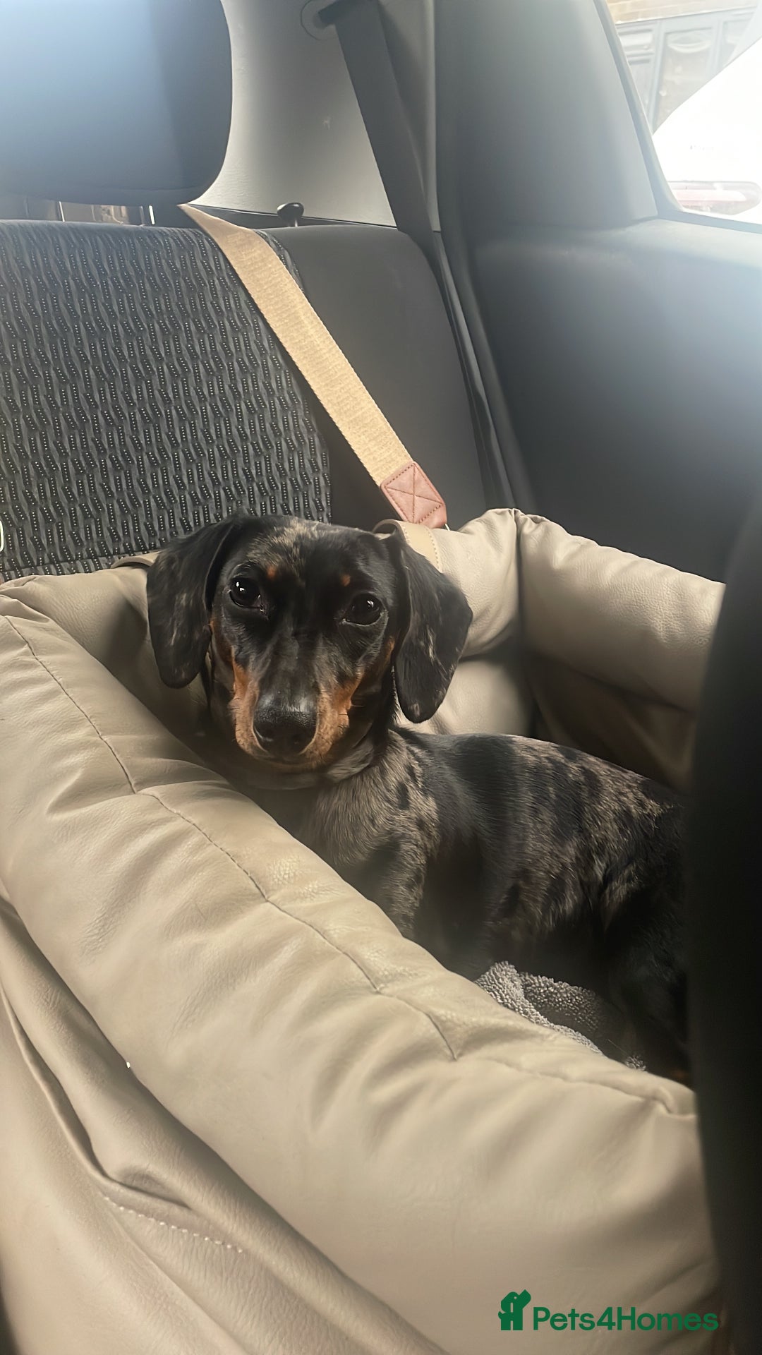Miniature Dachshund dogs for sale: Miniature dachshund FEMALE  - Image 2