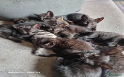 Mixed Breed cats for sale: Mixed breed kittens for sale - Image 4