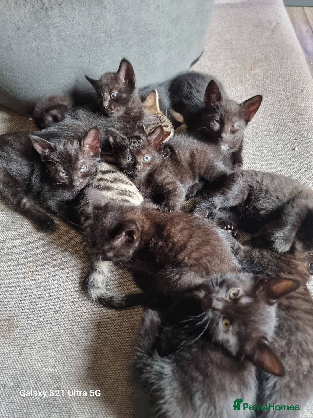 Mixed Breed cats for sale: Mixed breed kittens for sale - Image 4