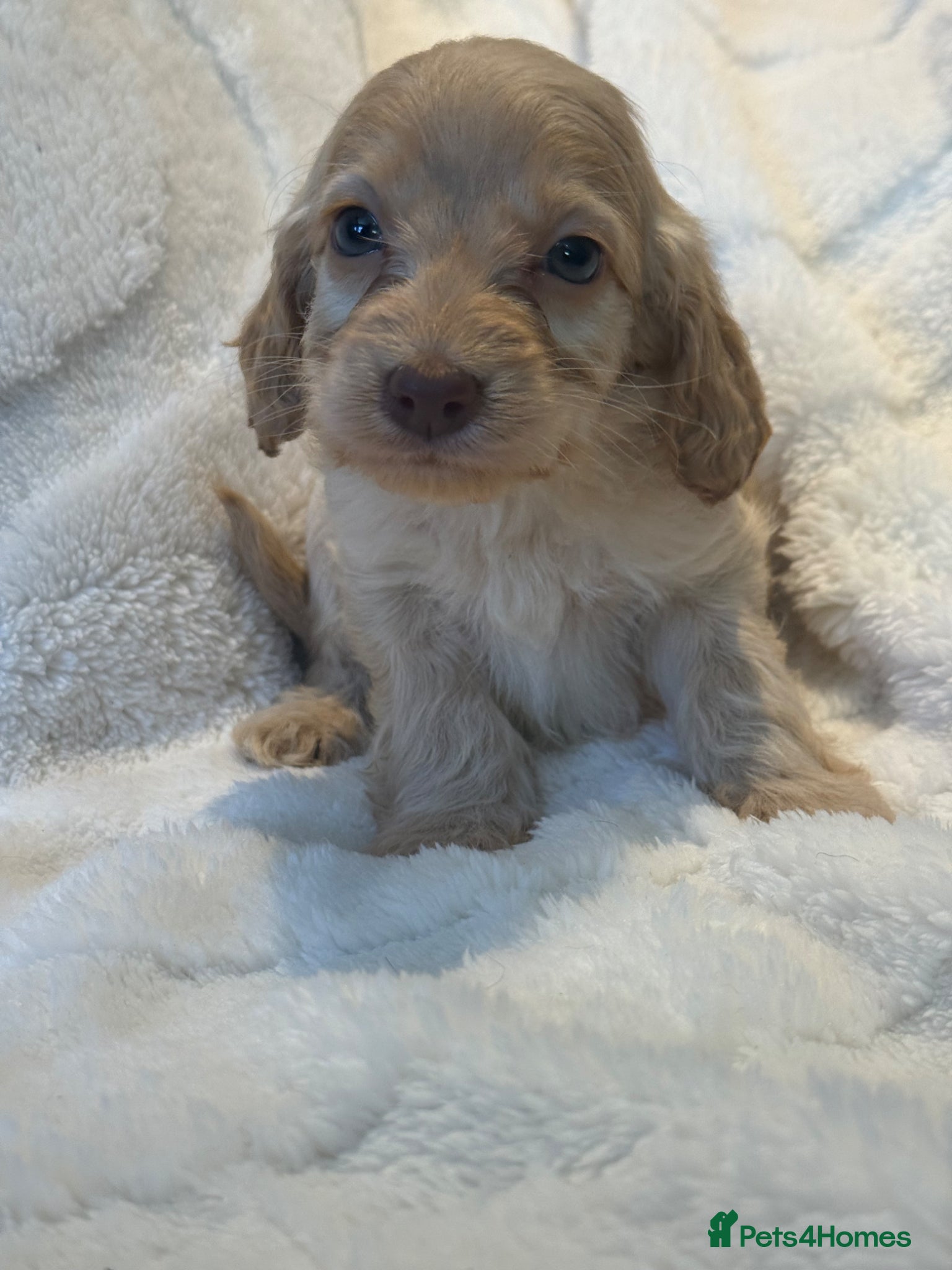 Cockapoo dogs F1 Show Cockapoo Ready April  - Advert 2