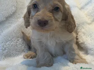 Cockapoo dogs F1 Show Cockapoo Ready April - Advert 2