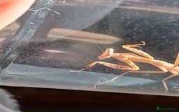 Praying Mantis invertebrates for sale: Mixed inverts mantis and more - Advert 9