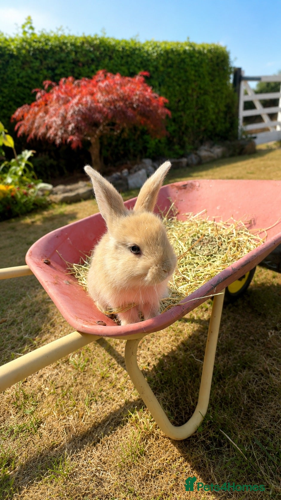 Mini Lop rabbits 🐰 Adorable Pure Mini Lop Babies Friendly 🐰 - Advert 1