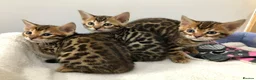 Bengal cats for sale: Beautiful Bengal Kittens - Advert 1