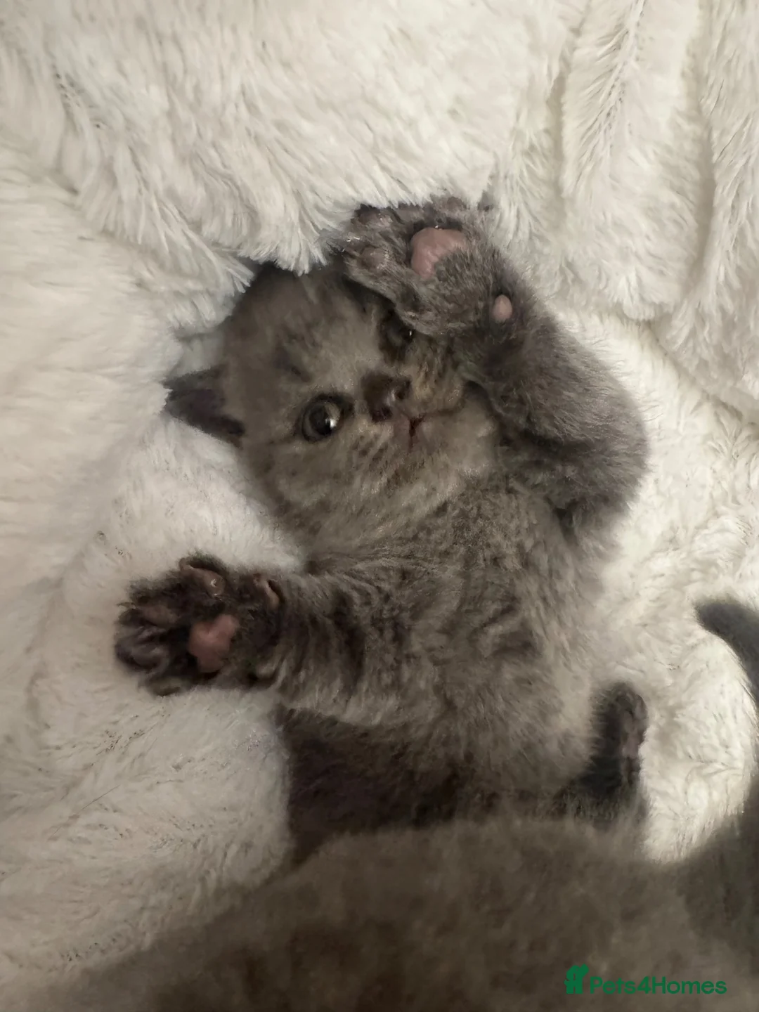 British Shorthair cats for sale: GCCF champion Blue British shorthair kittens. - Advert 16