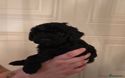 Cavapoo dogs for sale: Cavapoo puppies  - Image 16