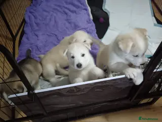 Huskita dogs 4 beautiful Husky / huskita puppies - Advert 7