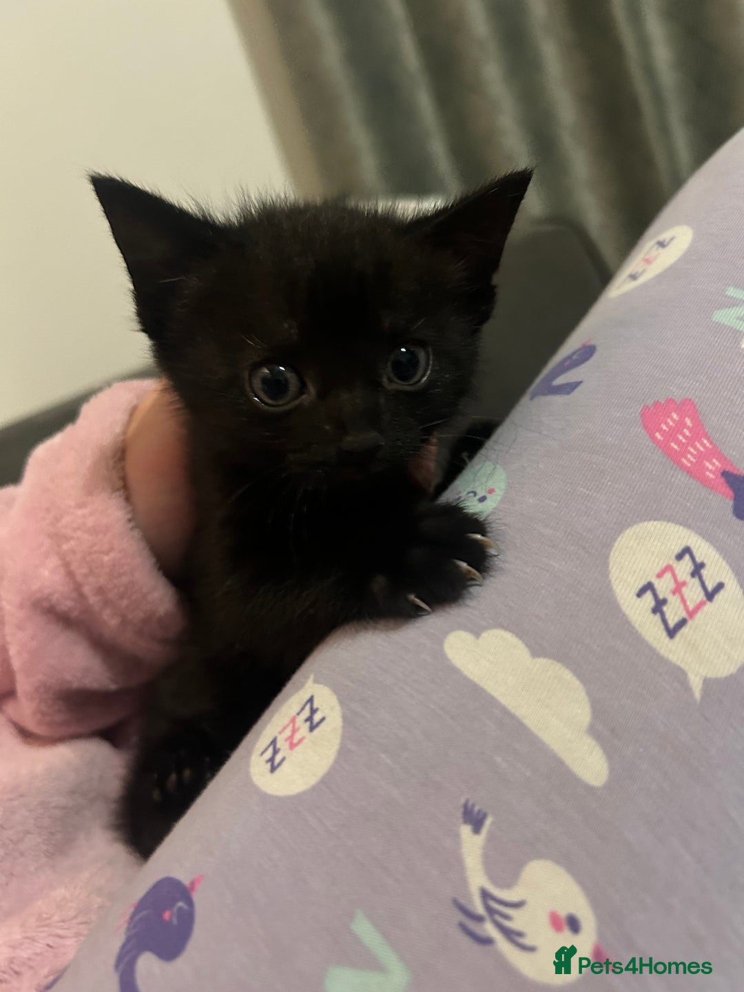 British Shorthair cats for sale: 4 kittens for sale: 3 girls 1 boy mixed coats  - Image 4