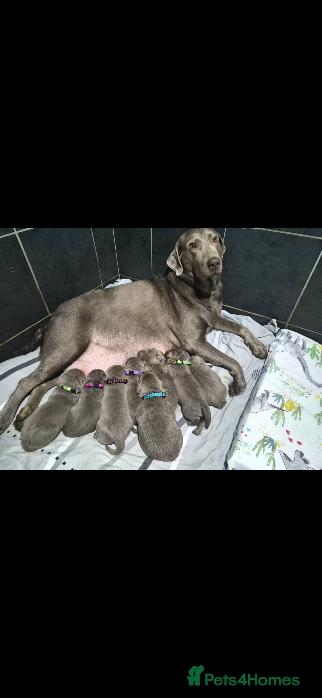 Labrador Retriever dogs 💎 Stunning Litter of 8 Silver Labradors 💎 - Advert 11