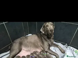 Labrador Retriever dogs 💎 Stunning Litter of 8 Silver Labradors 💎 - Advert 16