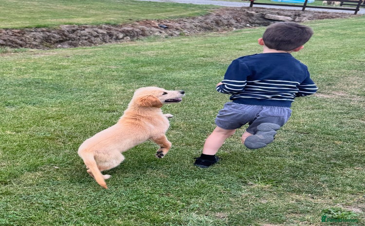 Golden Retriever dogs - Advert 2