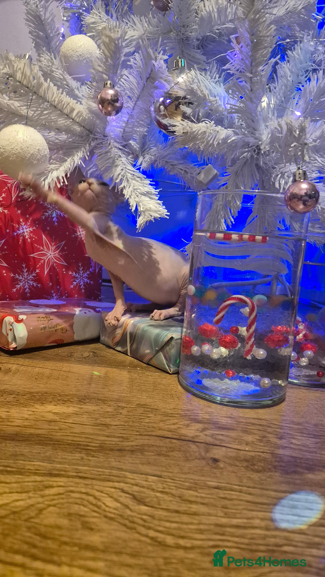 Sphynx cats for sale: Exclusive Sphynx Kittens Looking for Forever Homes - Advert 40