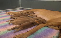 Labrador Retriever dogs for sale: Licensed Breeder Fox Red Labradors  - Image 5