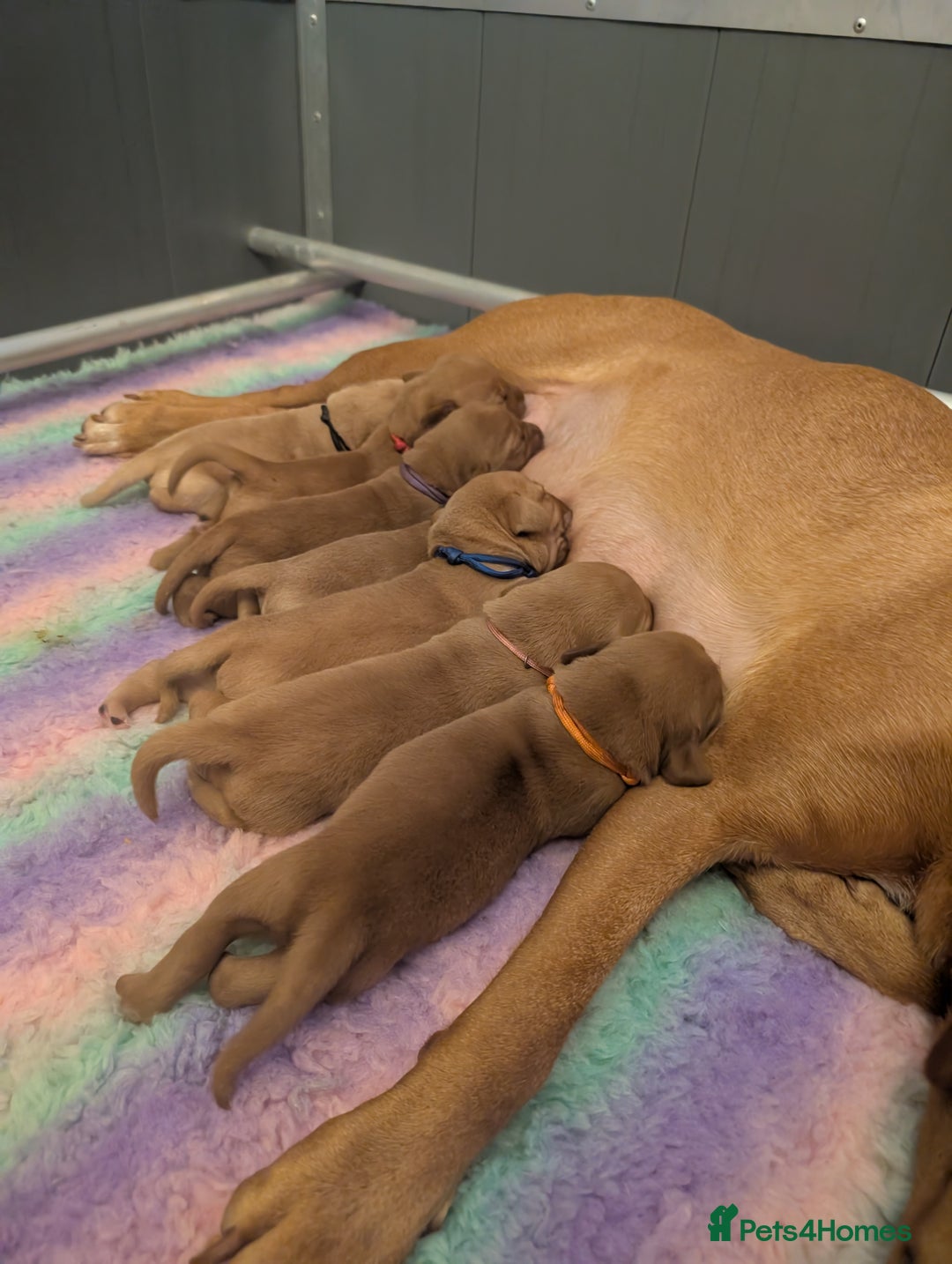 Labrador Retriever dogs for sale: Licensed Breeder Fox Red Labradors  - Image 5