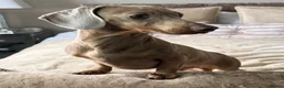 Miniature Dachshund dogs for stud: Miniature dachshund stud Isabella & tan  in Ferryhill - Advert 4