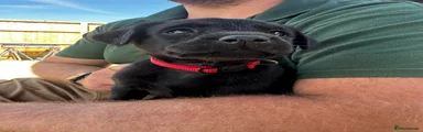 Labrador Retriever 5 red Collar Black Bitch 