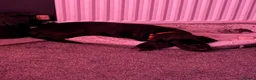 Mixed Breed dogs for sale: Happy, loving family dog in Chorley - Advert 9