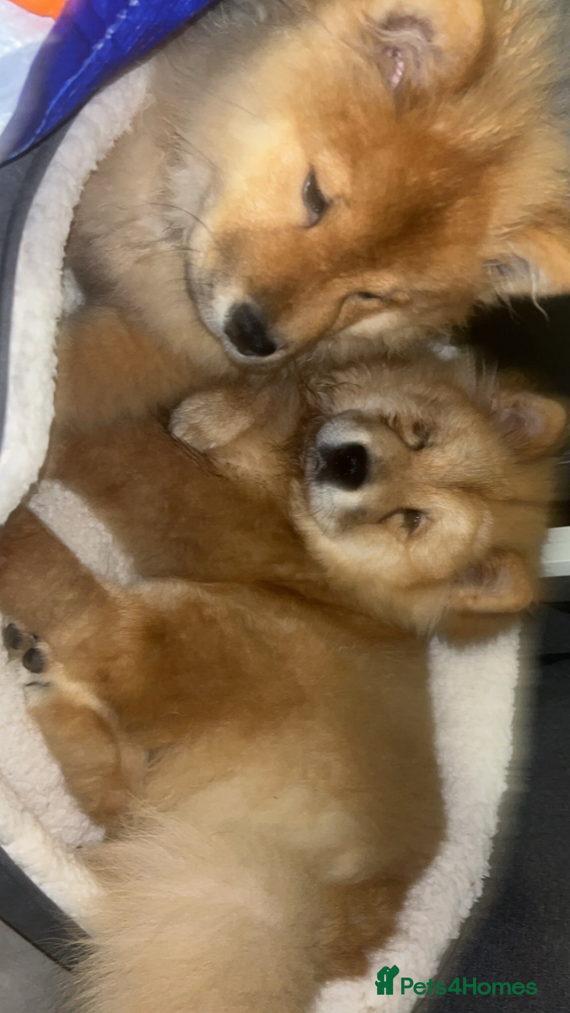 Chow Chow dogs We have 2 dogs for sale  - Advert 13