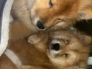 Chow Chow dogs We have 2 dogs for sale - Advert 13