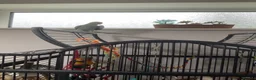 Ringnecks birds for sale: BLUE RINGNECK PARAKEET WITH HER/HIS CAGE in Kettering - Advert 2