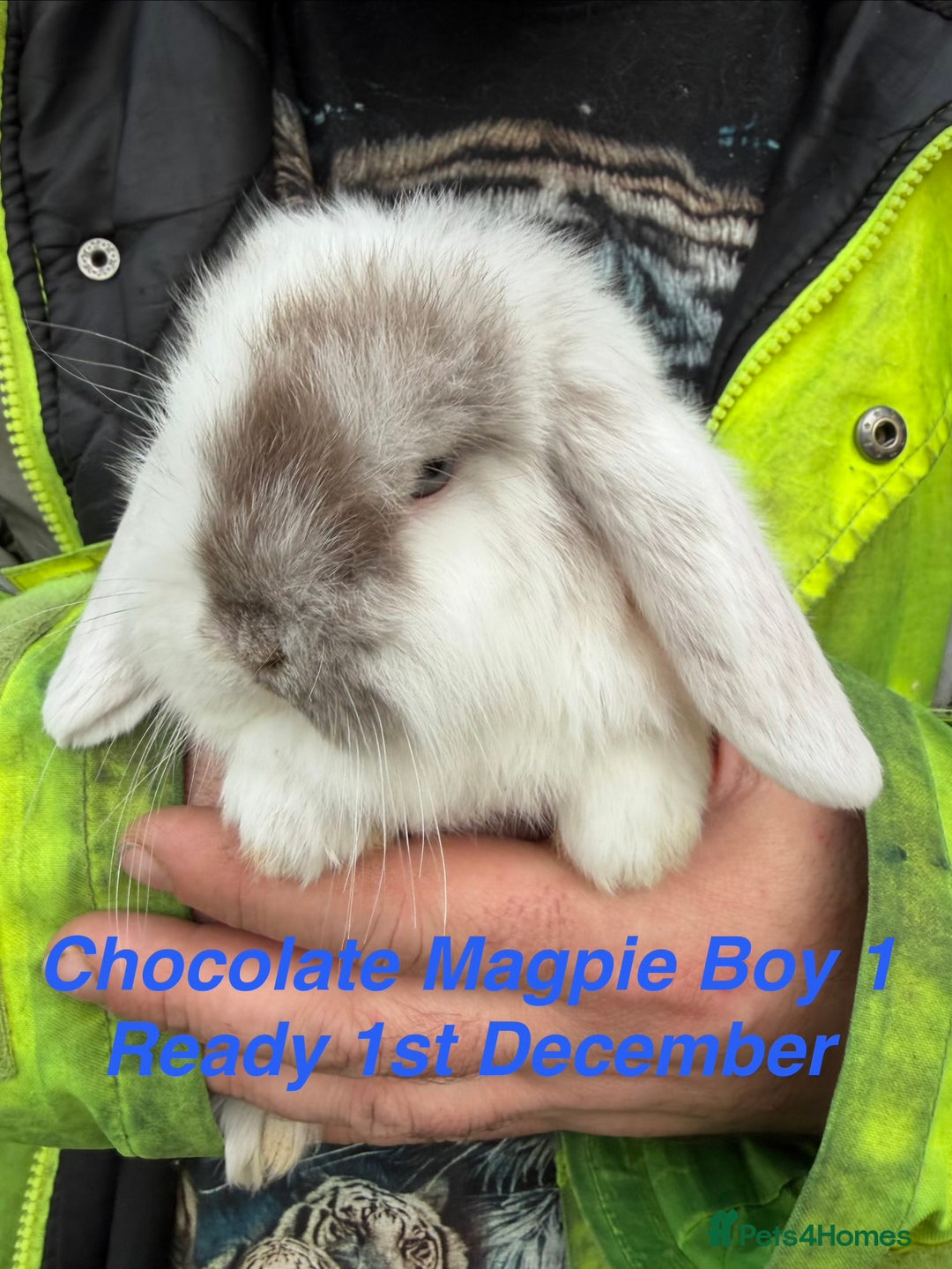 Mini Lop rabbits for sale: Baby & Adult Mini Lops Read Description  - Advert 10