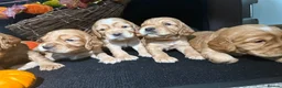 Cocker Spaniel dogs for sale: Working Cocker Spaniels - Advert 3