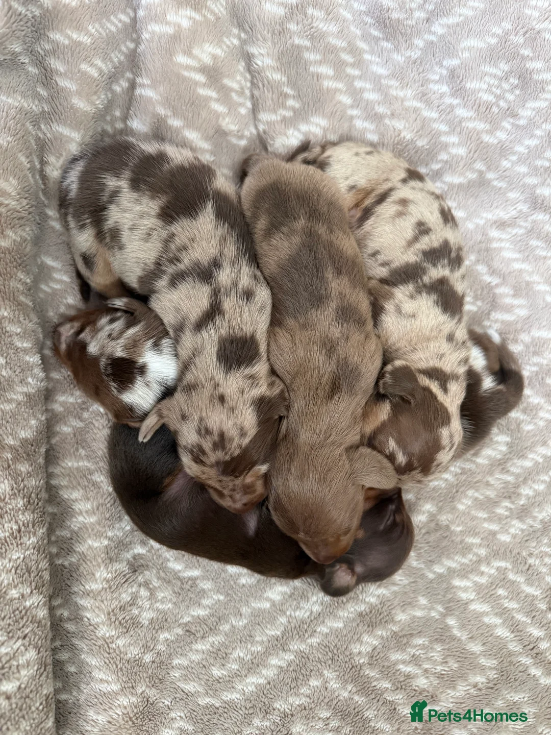 Miniature Dachshund dogs for sale: Miniature Dapple & Merle long haired Daschunds in Romsey - Advert 12