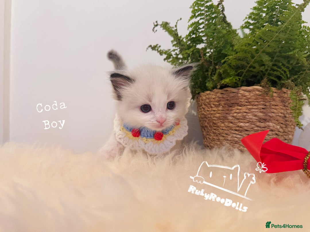 Ragdoll cats for sale: 🌟DNA Test🏆GCCF/TICA Championship Ragdoll Kitten - Advert 15