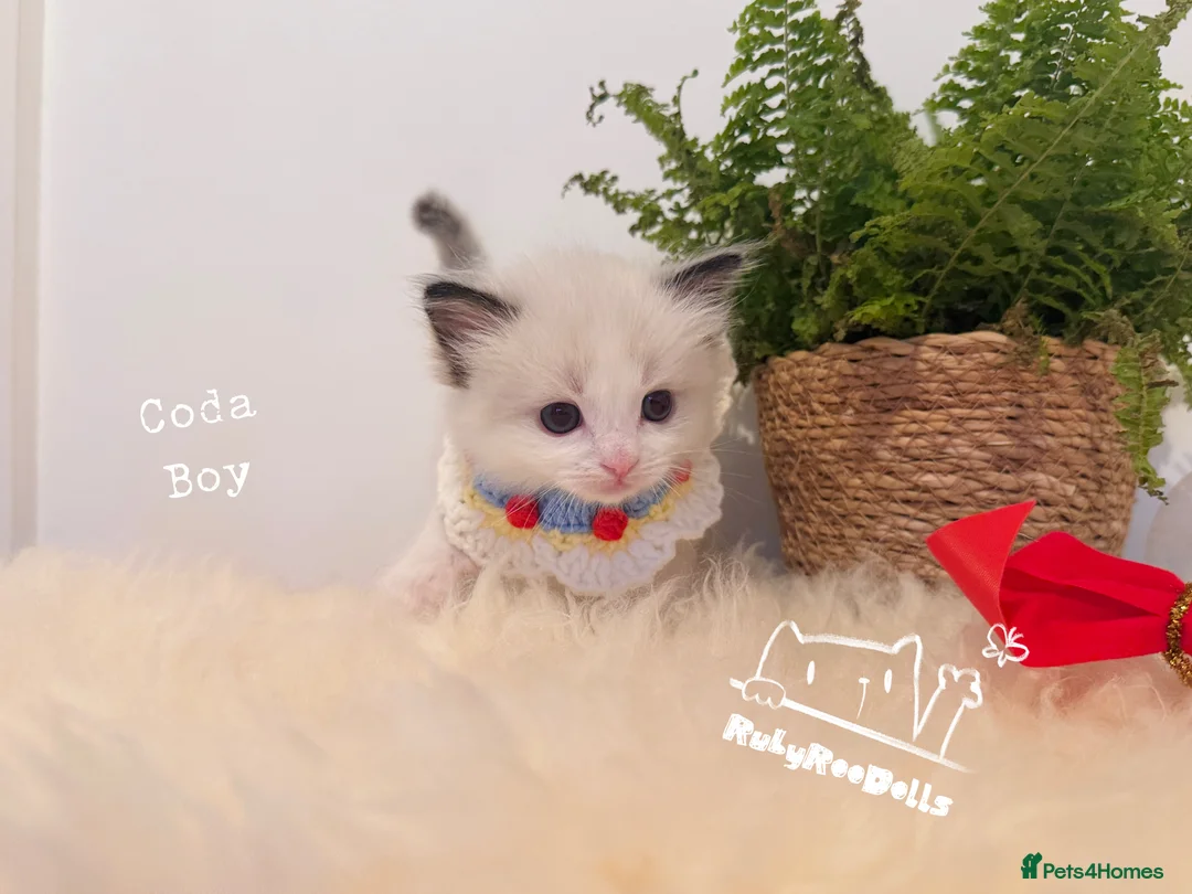 Ragdoll cats for sale: 🌟Waiting List Open🏆GCCF/TICA DNA Tested Ragdoll  - Advert 15