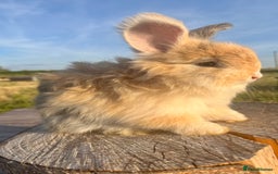Angora rabbits for sale: Pedigree Full Faced & Maxi Faced English Angoras - Image 32