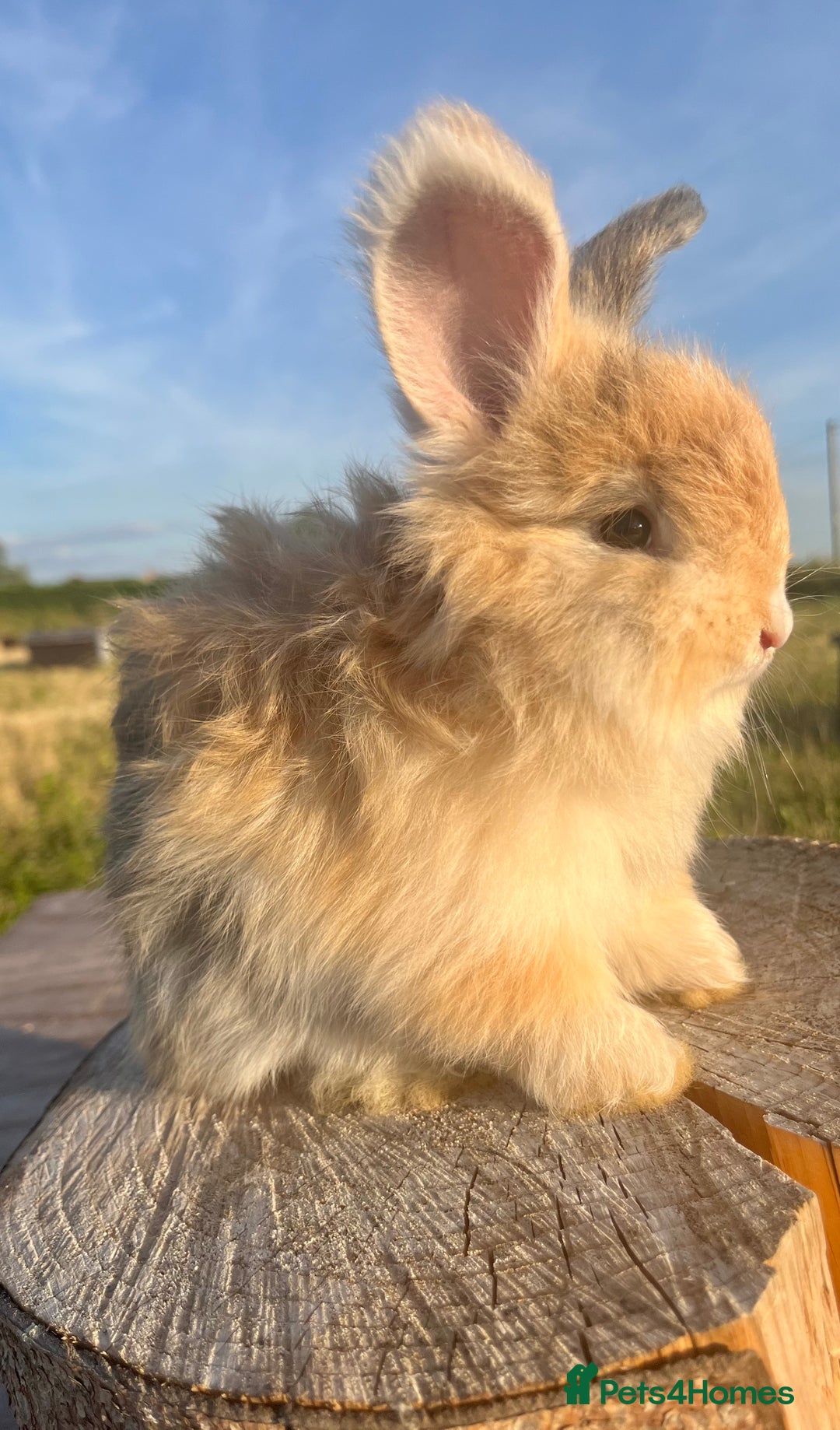 Angora rabbits for sale: Pedigree Full Faced & Maxi Faced English Angoras - Image 32