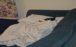 Border Collie dogs for stud: Exceptional Border Collie/Smooth collie For Stud - Advert 4