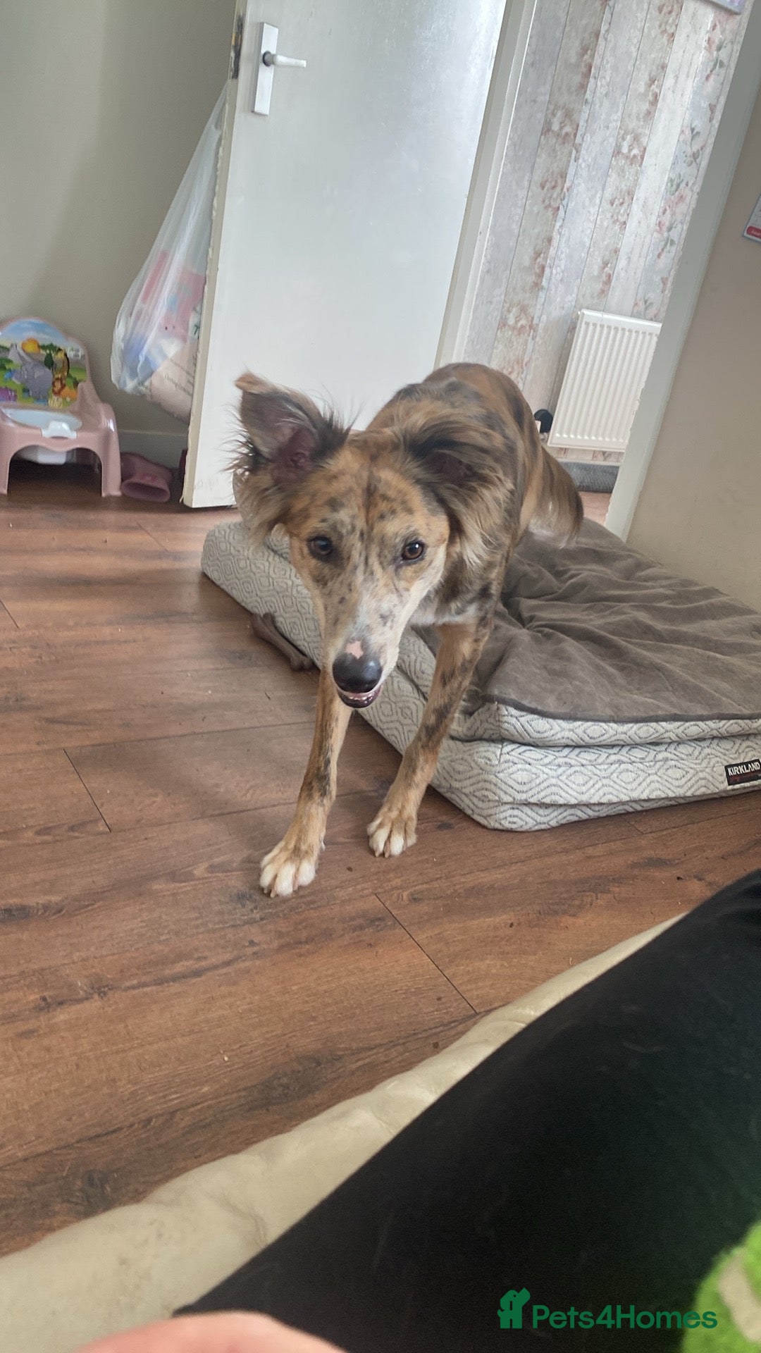 Lurcher dogs for sale: Female lurcher  - Advert 3