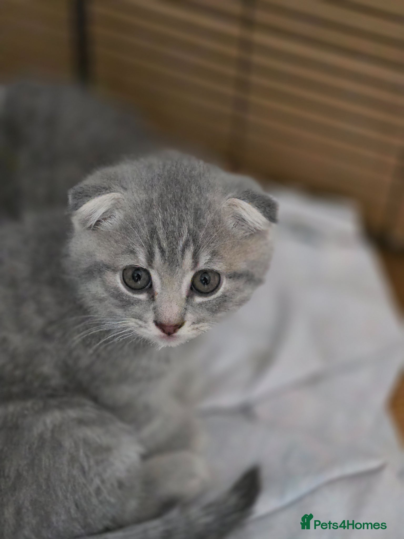 Scottish Fold cats  🥰READY!!!🤩Scottish folded in a beautiful colour - Advert 4