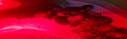Quail poultry for sale: 70 Quail Chicks for Sale - Advert 3