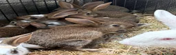 New Zealand rabbits for sale: New Zealand babies  - Advert 7