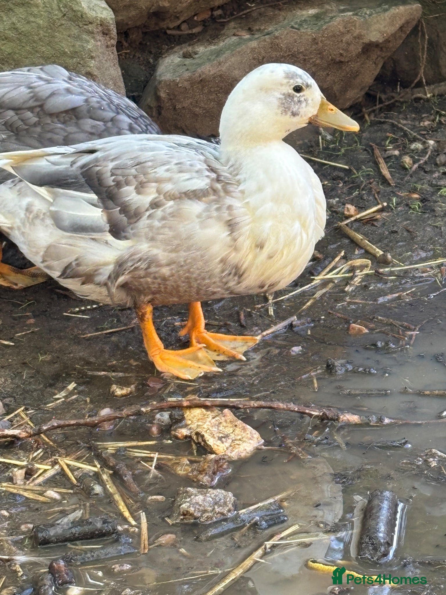 Ducks poultry for sale: Drake Call Ducks  - Advert 6