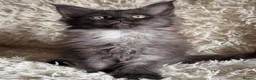Maine Coon cats for sale: 👑Royal MaineCoon Girls TICA Champion Bloodline!👑 - Advert 14