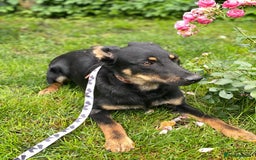 Mixed Breed dogs for adoption: 💙🐶 OLCHIK 🐶💙 - Image 4