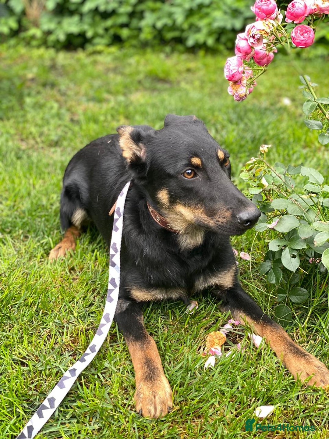 Mixed Breed dogs for adoption: 💙🐶 OLCHIK 🐶💙 - Image 4