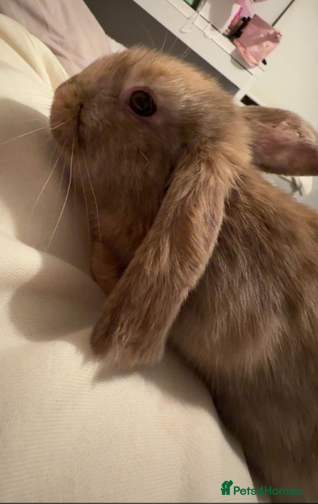 Mini Lop rabbits for sale: Lop rabbit female - Advert 1