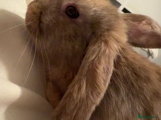 Mini Lop rabbits Lop rabbit female - Advert 1