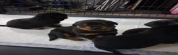 Rottweiler dogs for sale: Rottwiler puppies  - Advert 12
